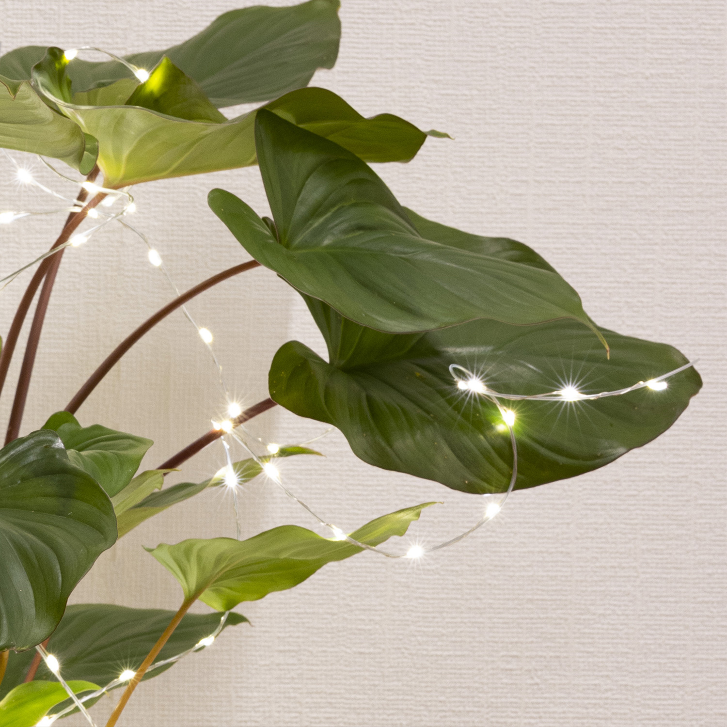 LED Draht Lichtbündel - Pflanzenbeleuchtung - 60 warmweiße LED - L: 80cm - Timer - Batterie - silber LED Draht Lichtbündel - Pflanzenbeleuchtung - 60 warmweiße LED - L: 80cm - Timer - Batterie - silber