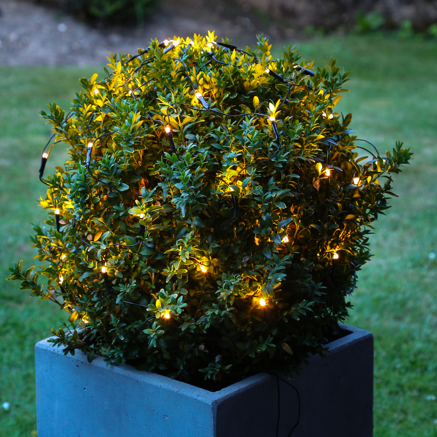 LED Lichternetz für Buchsbaum - Kugelnetz - 120 warmweiße LED - 24V Außentrafo - D: 80cm - grün LED Lichternetz für Buchsbaum - Kugelnetz - 120 warmweiße LED - 24V Außentrafo - D: 80cm - grün