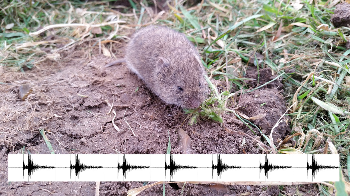 Wühlmausschreck - SUPER-SONIC Schwingungsmotor - bis 700m² Flächen - Zufallsgenerator