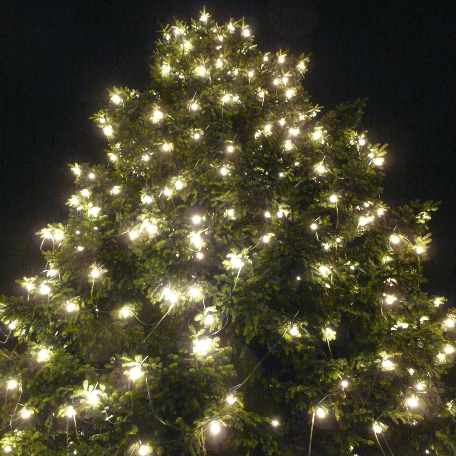 Illu-/Partylichterkette 5m - Außenlichterkette grün - Made in Germany - 5 kaltweiße LED Kugellampen