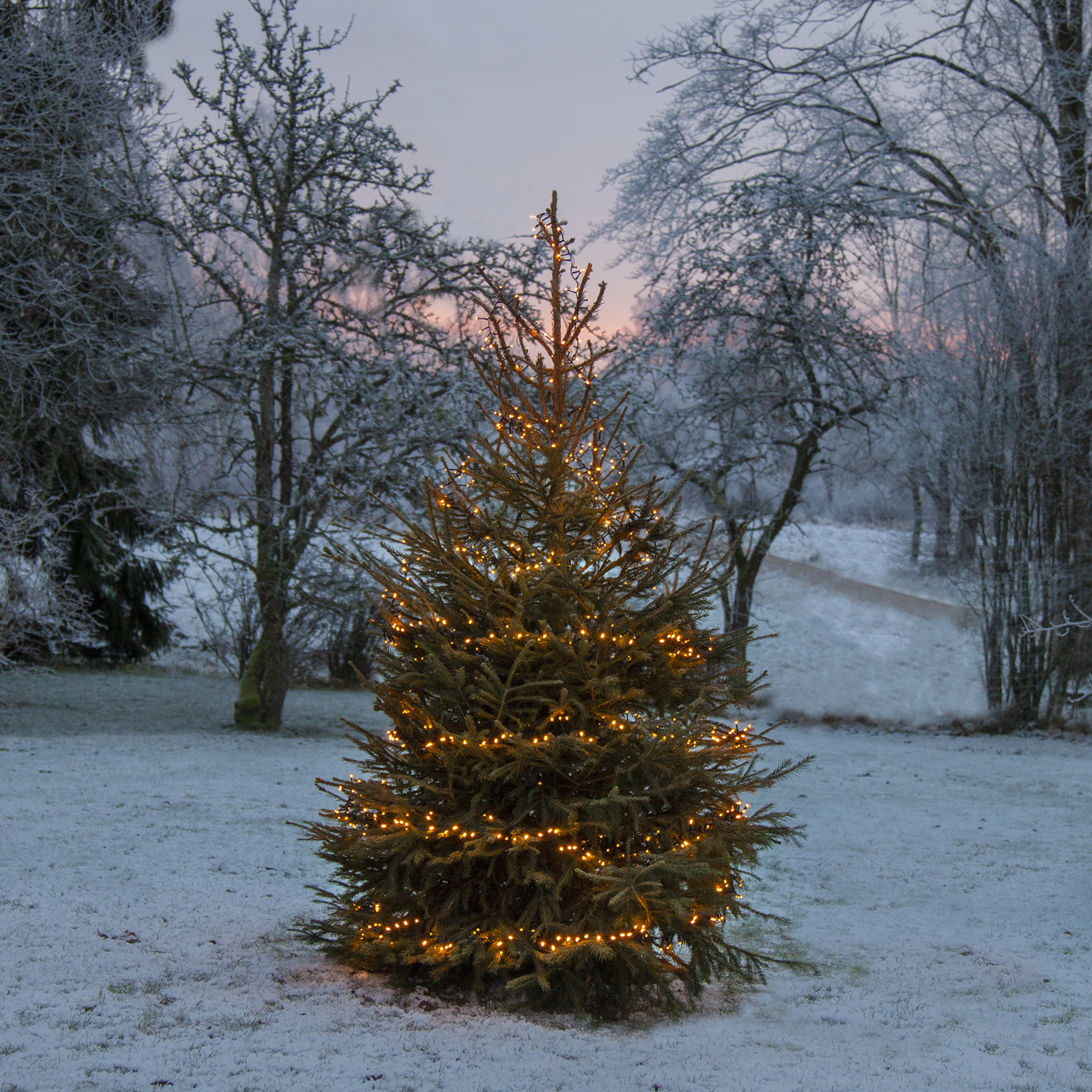 LED Lichterkette - Serie LED - outdoor - 1200 ultra warmweiße LED - L: 24m - schwarzes Kabel LED Lichterkette - Serie LED - outdoor - 1200 ultra warmweiße LED - L: 24m - schwarzes Kabel