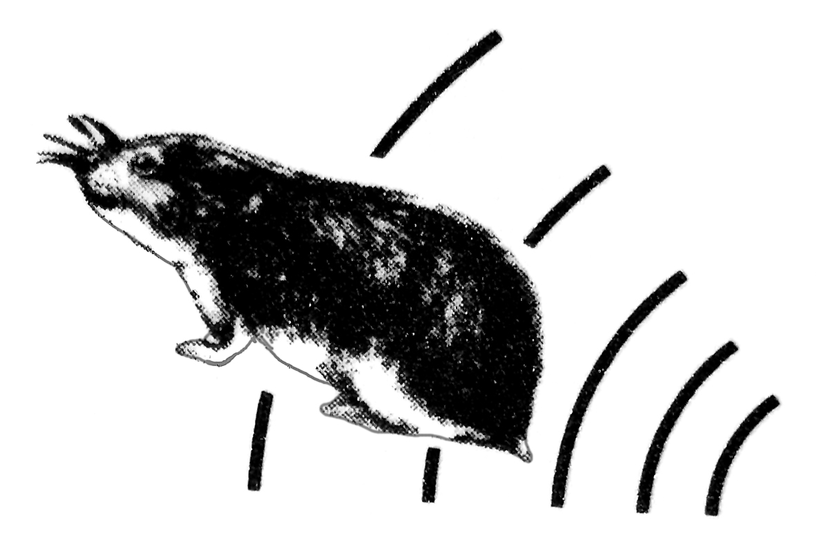 Wühlmausschreck - SUPER-SONIC Schwingungsmotor - bis 700m² Flächen - bis 18 Monate Betrieb